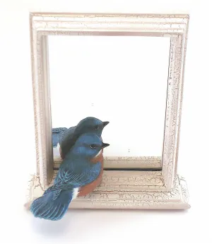 Eastern Bluebird "Preview Mirrors"