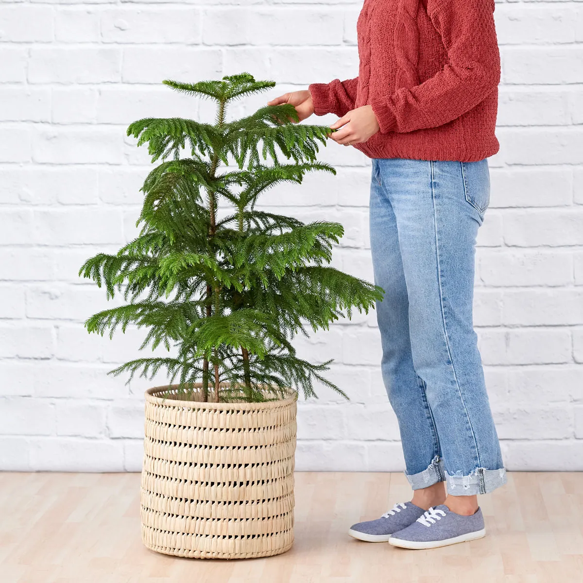 Norfolk Island Pine - Extra Large