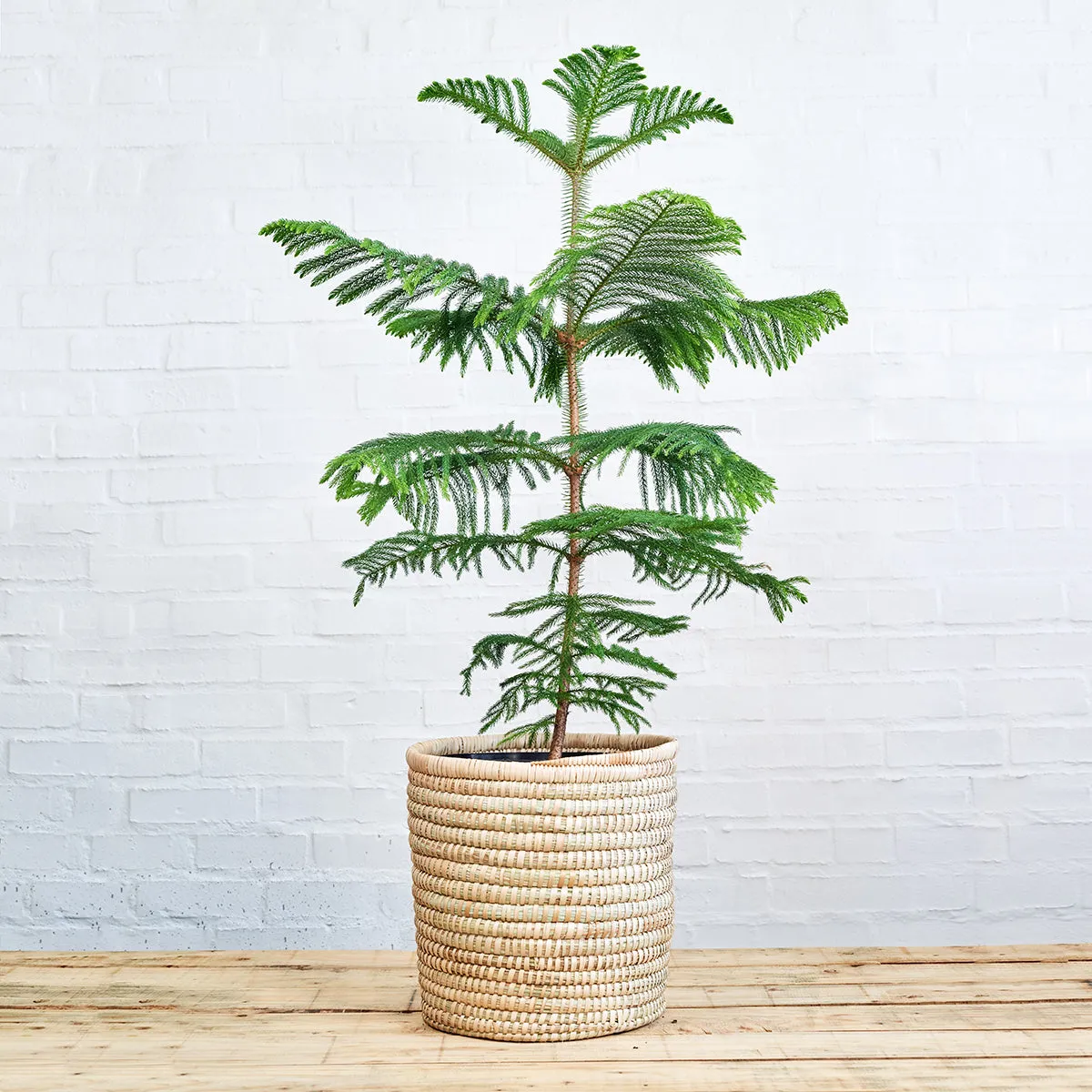Norfolk Island Pine - Extra Large