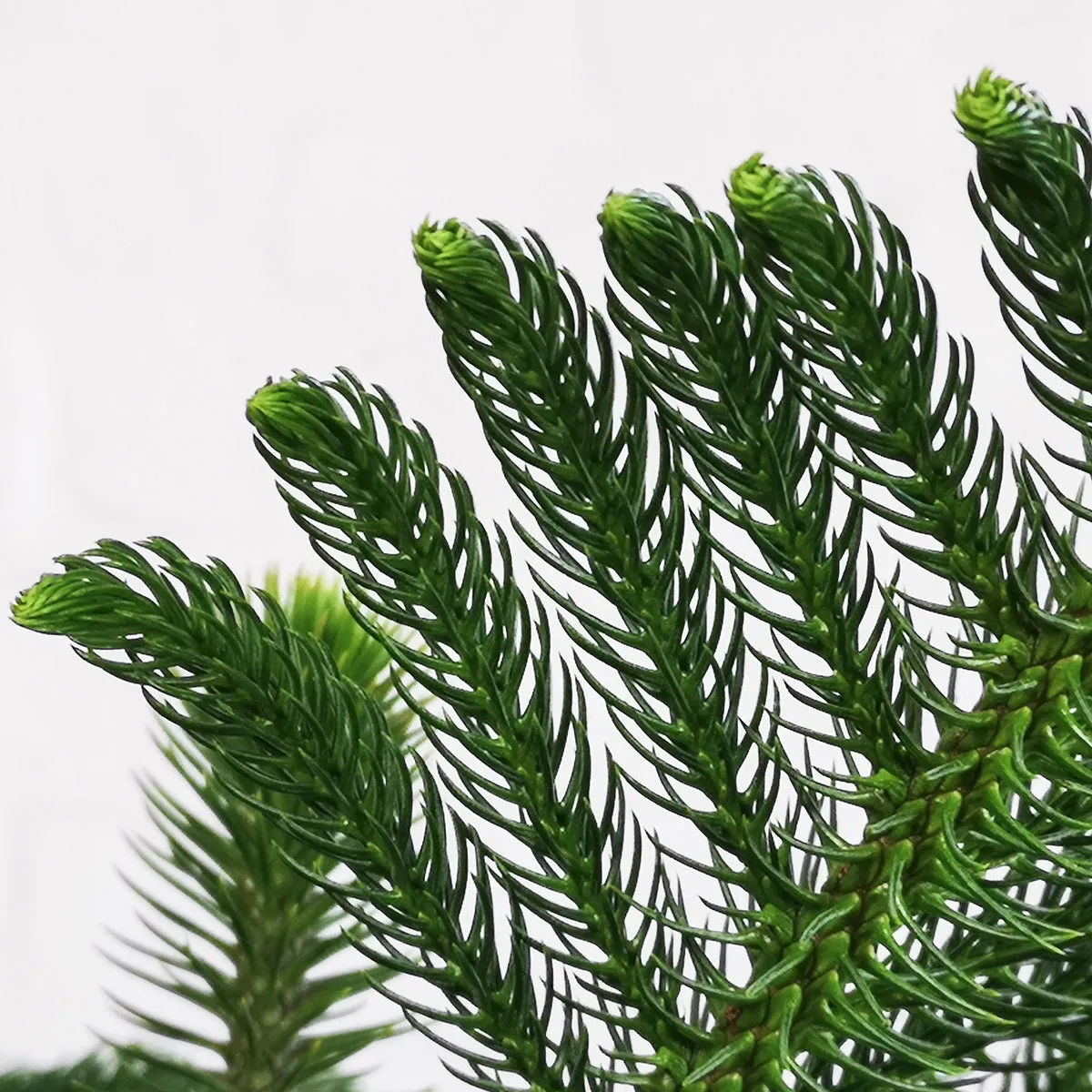 Norfolk Island Pine - Extra Large