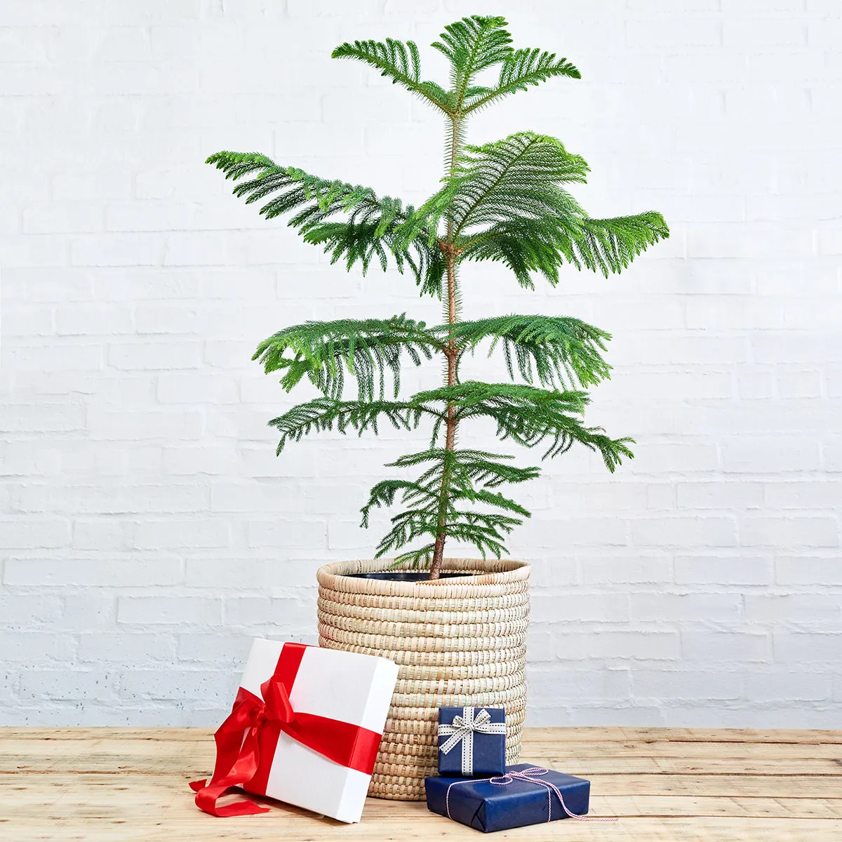 Norfolk Island Pine - Extra Large