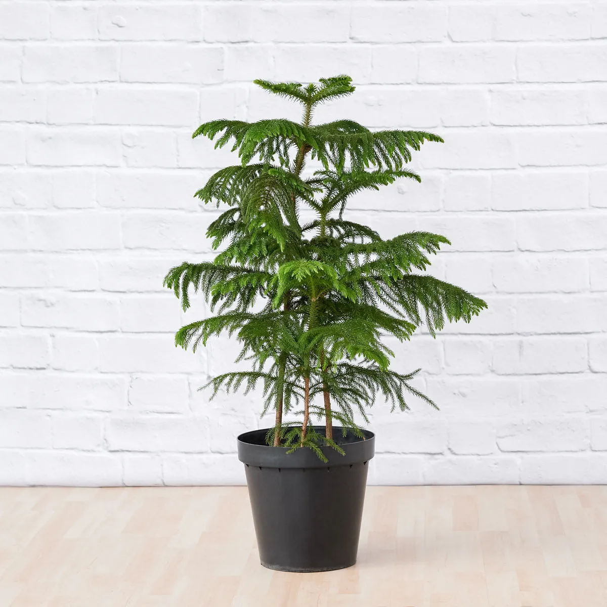 Norfolk Island Pine - Extra Large