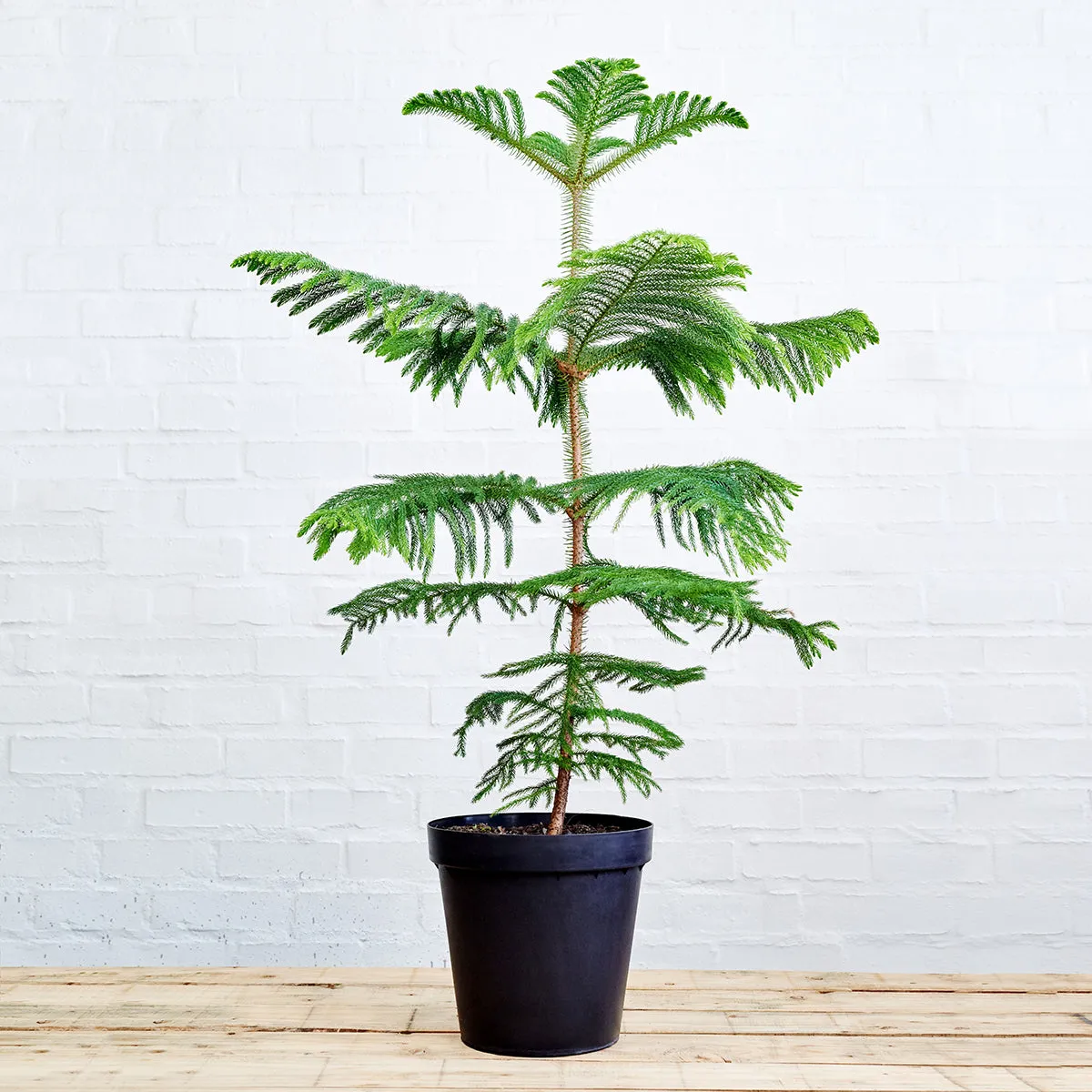 Norfolk Island Pine - Extra Large