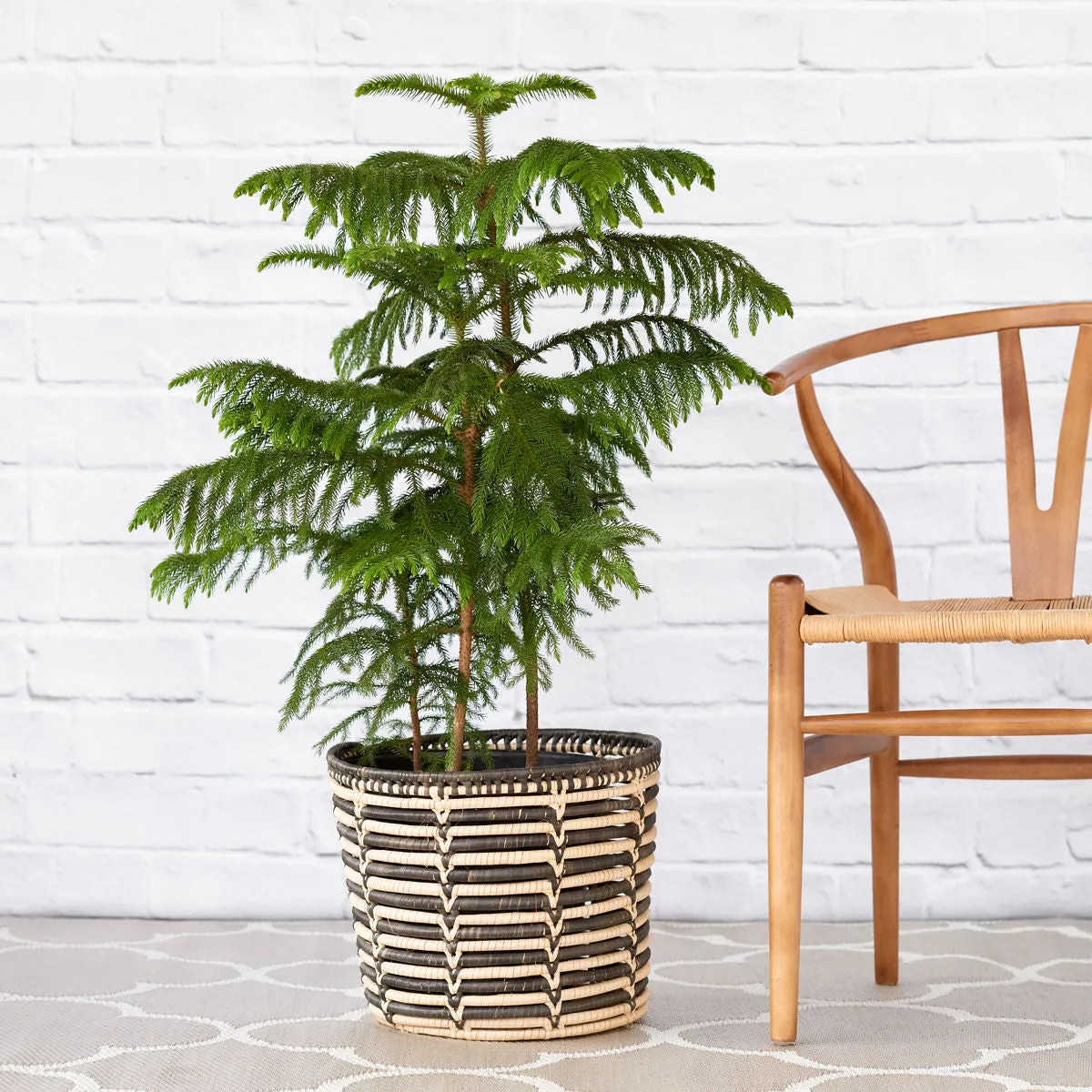 Norfolk Island Pine - Extra Large