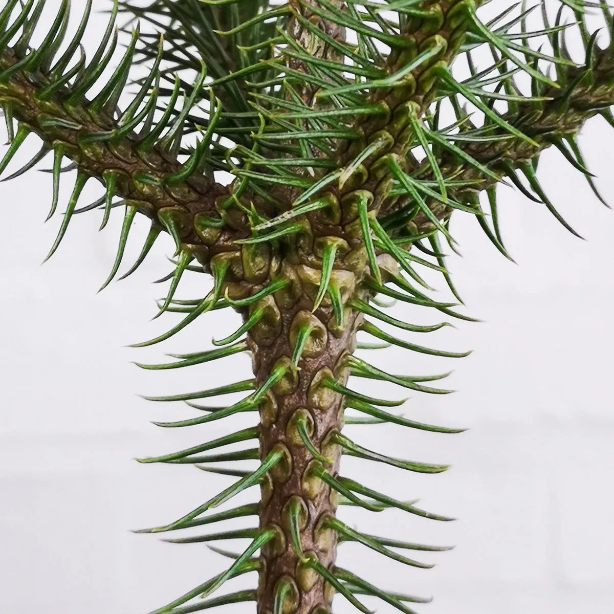 Norfolk Island Pine - Extra Large