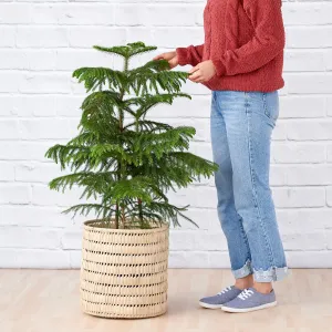 Norfolk Island Pine - Extra Large