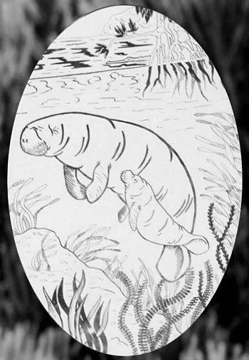 Oval Manatee | (Static Cling )